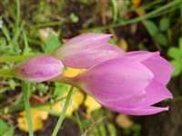Колхикум Борнмюллера – Colchicum bornmuelleri Frein.