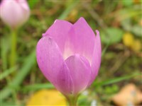 Колхикум Совича – Colchicum szovitsii Fisch. Et Mey.