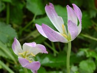 Колхикум осенний – Colchicum autumnale L.