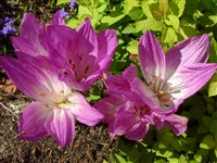 Колхикум пестрый – Colchicum variegatum L.