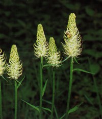 Кольник колосистый – Phyteuma spicatum L.