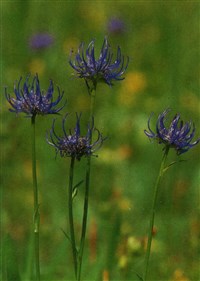 Кольник округлый – Phyteuma orbiculare L.