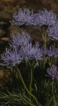 Кольник полусферический – Phyteuma hemisphaericum L.