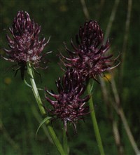 Кольник черный – Phyteuma nigrum F.W.Schmidt.