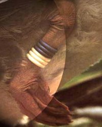 Кольцевание птиц