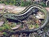 Колючехвостые сцинки (Egernia coventryi)