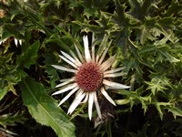 Колючник бесстебельный – Carlina acaulis L.