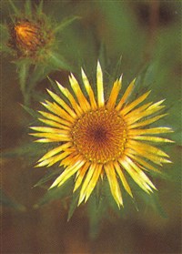 Колючник обыкновенный, длиннолистный – Carlina vulgaris L.