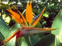 Комнатные растения (стрелиция)