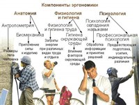 Компоненты эргономики
