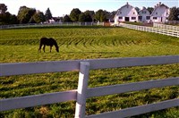 Коневодство (коневодческая ферма)