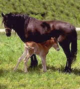 Коневодство (лошадь с жеребенком)