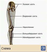 Конечности (скелет ноги человека)