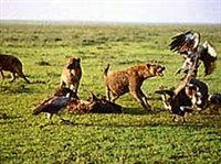 Конкуренция (в биологии)