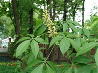 Конский каштан гибридный, разноцветный – Aesculus x hybrida DC.