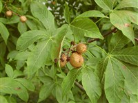 Конский каштан голый – Aesculus glabra Willd. (1)