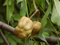 Конский каштан желтый, восьмитычинковый – Aesculus flava Sol. (1)