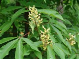 Конский каштан желтый, восьмитычинковый – Aesculus flava Sol. (2)