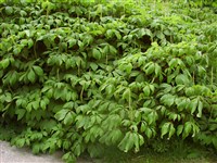 Конский каштан мелкоцветковый – Aesculus parviflora Walter.