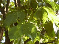 Конский каштан мясо-красный, розовый – Aesculus x carnea Hayne.