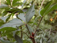 Конский каштан павия, красный – Aesculus pavia L. (1)