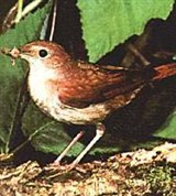 Консументы второго порядка