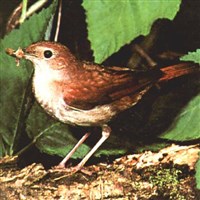 Консументы второго порядка