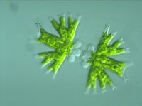 Конъюгаты (Водоросли микрасстериас)