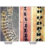 Конъюгация спирогиры