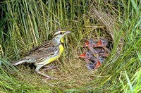 Коньки (луговой конек)