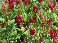 Копеечник венечный – Hedysarum coronarium L.