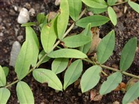 Копеечник копеечниковый, неясный, возвышенный – Hedysarum hedysarioides (L.) Schinz. & Thell.