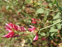 Копеечник крупноцветковый – Hedysarum grandiflorum Sesse & Moc.