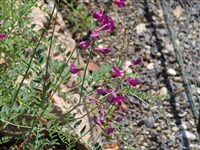 Копеечник многопарный, кустарниковый – Hedysarum multijigum Maxim. (1)