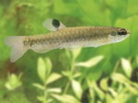 Копелла Арнольда