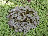 Копытень европейский – Asarum europaeum L.