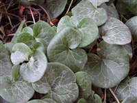 Копытень хвостатый – Asarum caudatum Lindl.