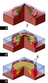 Коралловые рифы (схема)