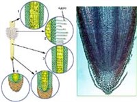 Корень (в биологии, строение корня)