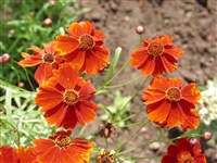 Кореопсис красильный, двухцветный – Coreopsis tinctoria Nutt.