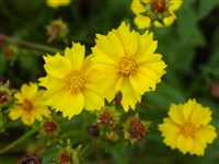 Кореопсис крупноцветковый – Coreopsis grandiflora Hogg.