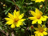Кореопсис ланцетовидный – Coreopsis lanceolata L.