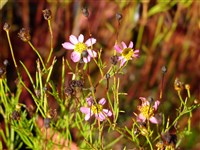 Кореопсис розовый – Coreopsis rosea Nutt.