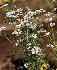 Кориандр посевной