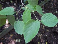 Корилопсис колосовидный – Corylopsis spicata Sieb. & Zucc.