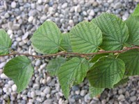 Корилопсис малоцветковый – Corylopsis pauciflora Sieb. & Zucc.