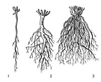 Корневая система (типы корневой системы)