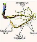 Корневище (строение, схема)