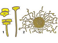 Корневые волоски