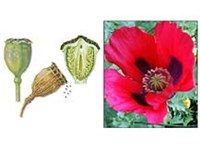 Коробочка (плод)